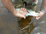 Miramichi Fishing Report for Thursday, July 20, 2017