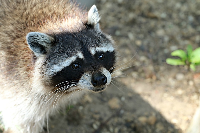 Rabies Control Measures to Continue