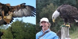 Falconry is back in 2017!